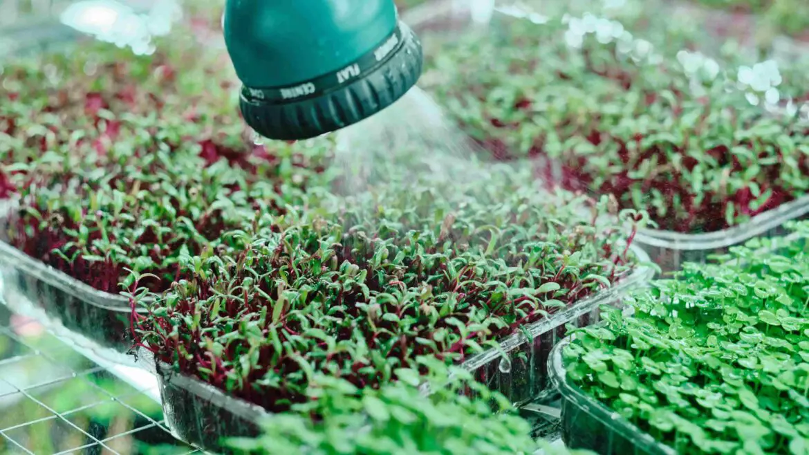 What are Microgreens?