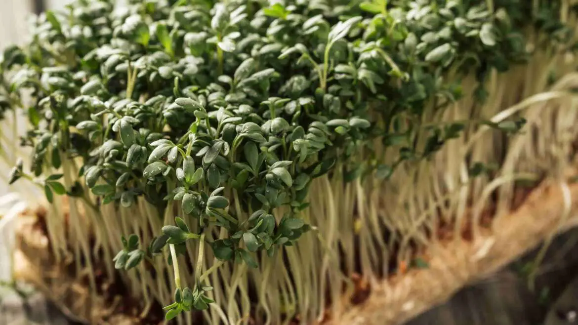 20 Types of Common Microgreens Most Demanded and Profitable