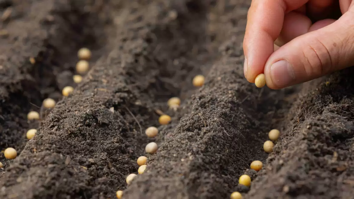 Buying Seedlings or Starting Seeds Which Is The Best For You