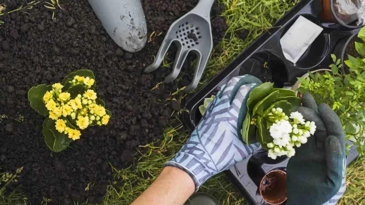 How to Grow What You Love to Eat? Organic Gardening